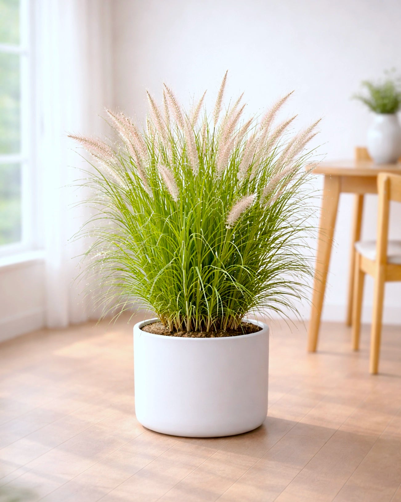 Fountain Grass | 狼尾草