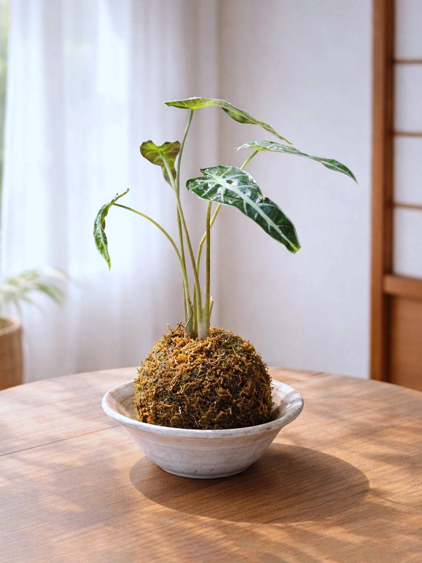Alocasia Kokedama｜小仙女海芋苔蘚球
