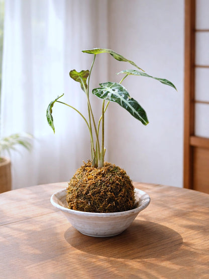 Alocasia Kokedama｜小仙女海芋苔蘚球
