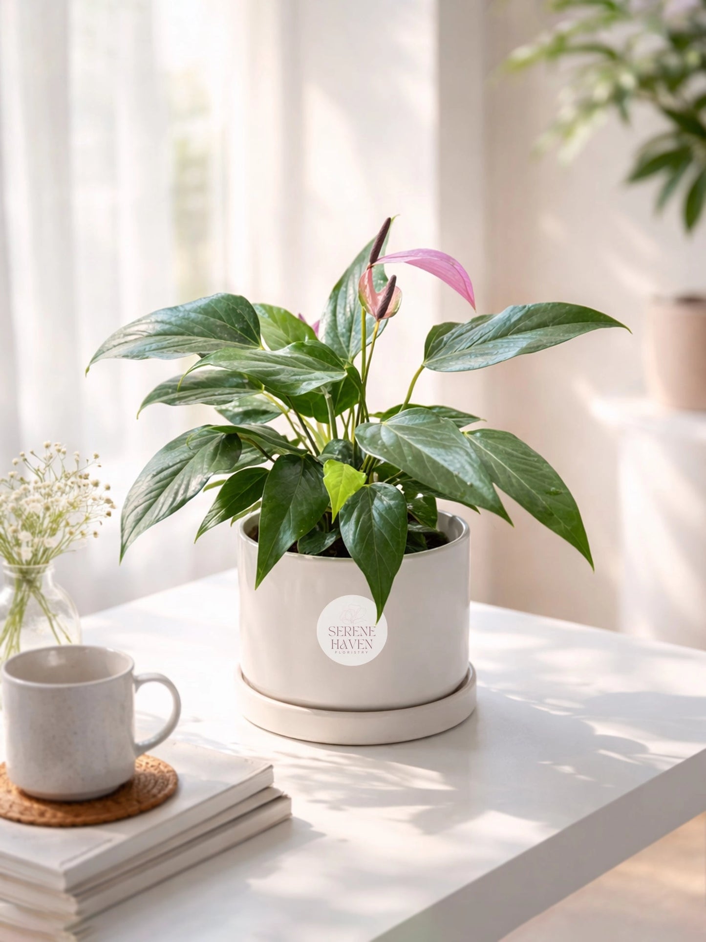 Anthurium Kokedama | 掌苔蘚球