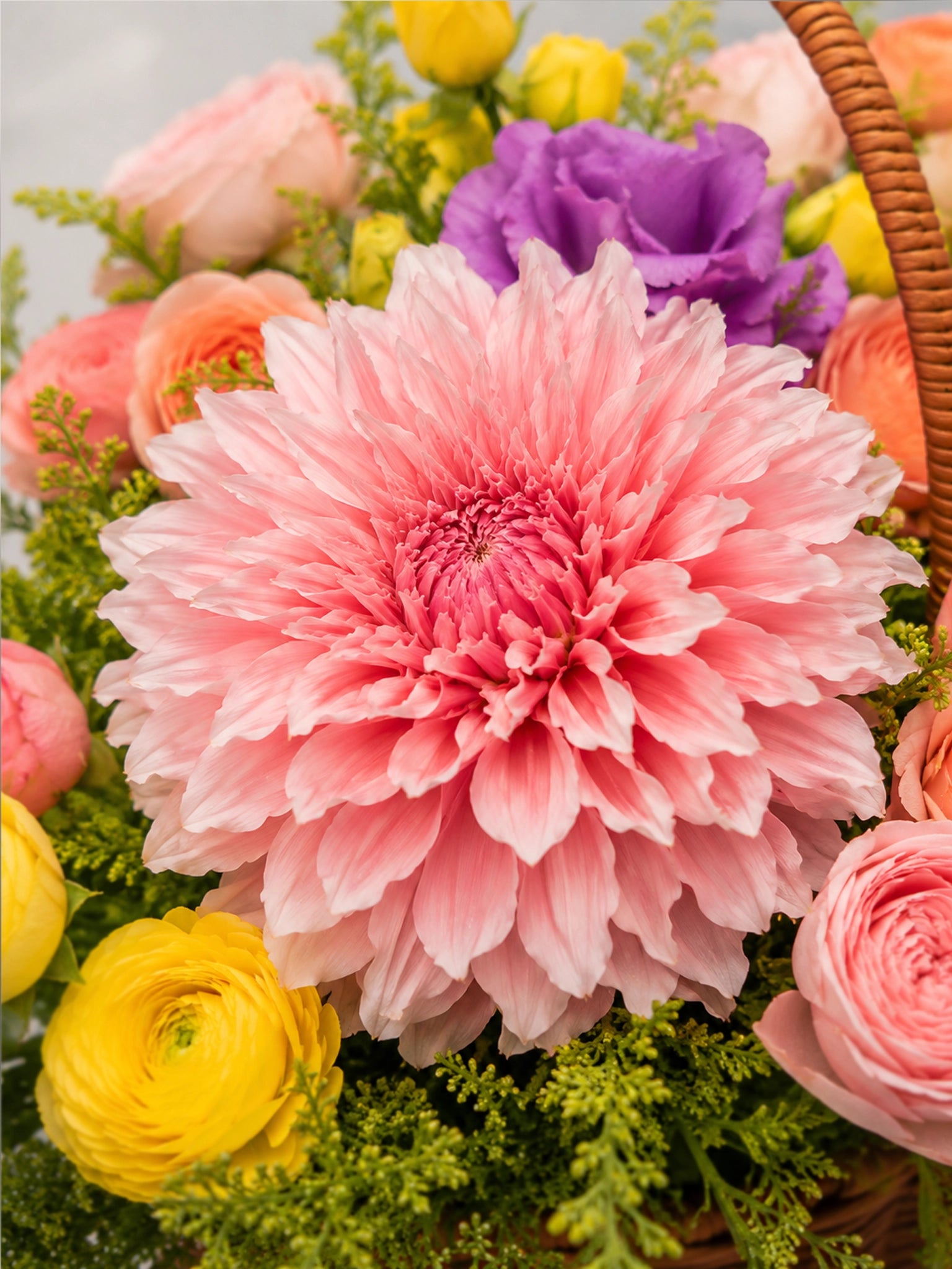 大理花 Close-up｜Pink dahlia in Apricot Bloom Basket