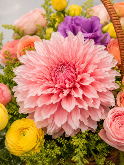 大理花 Close-up｜Pink dahlia in Apricot Bloom Basket