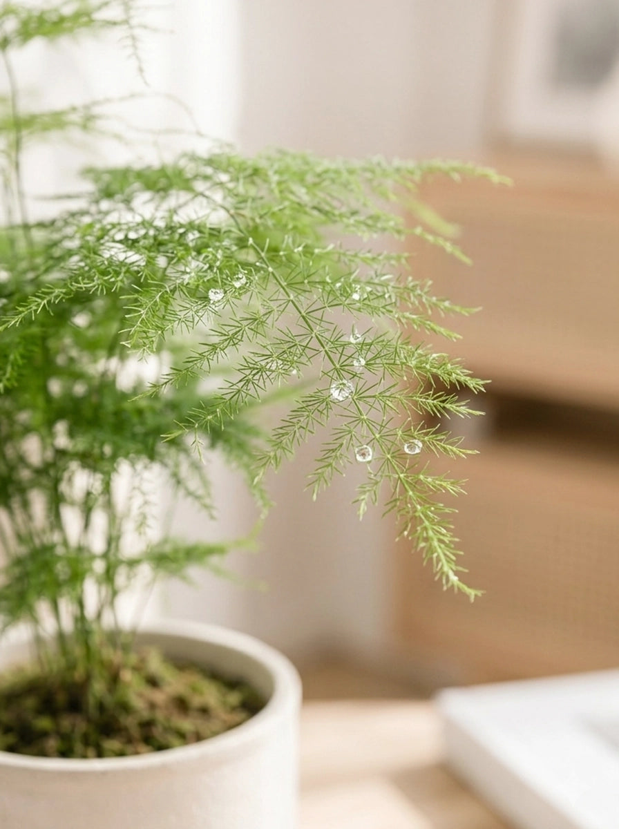 Close-up of Asparagus Fern 文竹 delicate feathery foliage｜觀葉植物 indoor greenery｜Serene Haven Floristry
