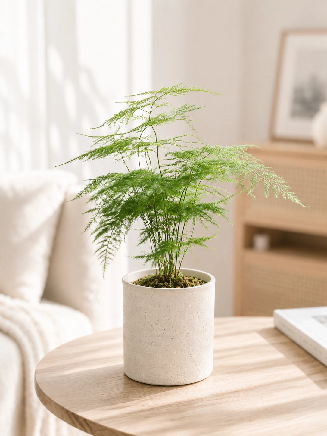 Asparagus Fern 文竹 in ceramic pot on coffee table｜室內觀葉植物 with soft daylight｜Serene Haven Floristry