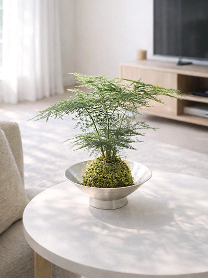 Asparagus Fern Kokedama | 文竹苔蘚球