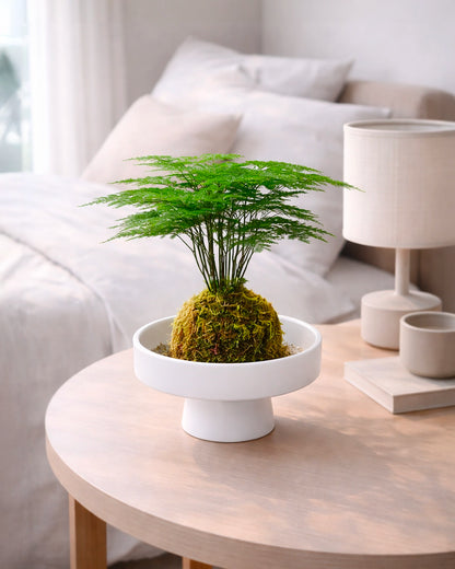 Asparagus Fern Kokedama | 文竹苔蘚球