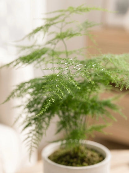 Asparagus Fern 文竹 in complementary ceramic pot with soft daylight｜優雅室內植物 for modern homes