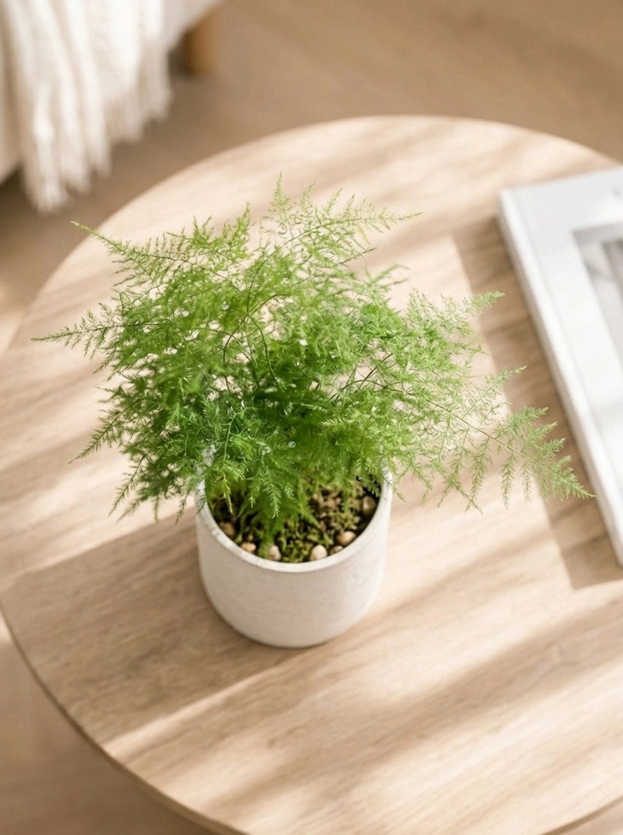 Top view of Asparagus Fern 文竹 in ceramic pot｜柔和綠意 foliage plant for home styling