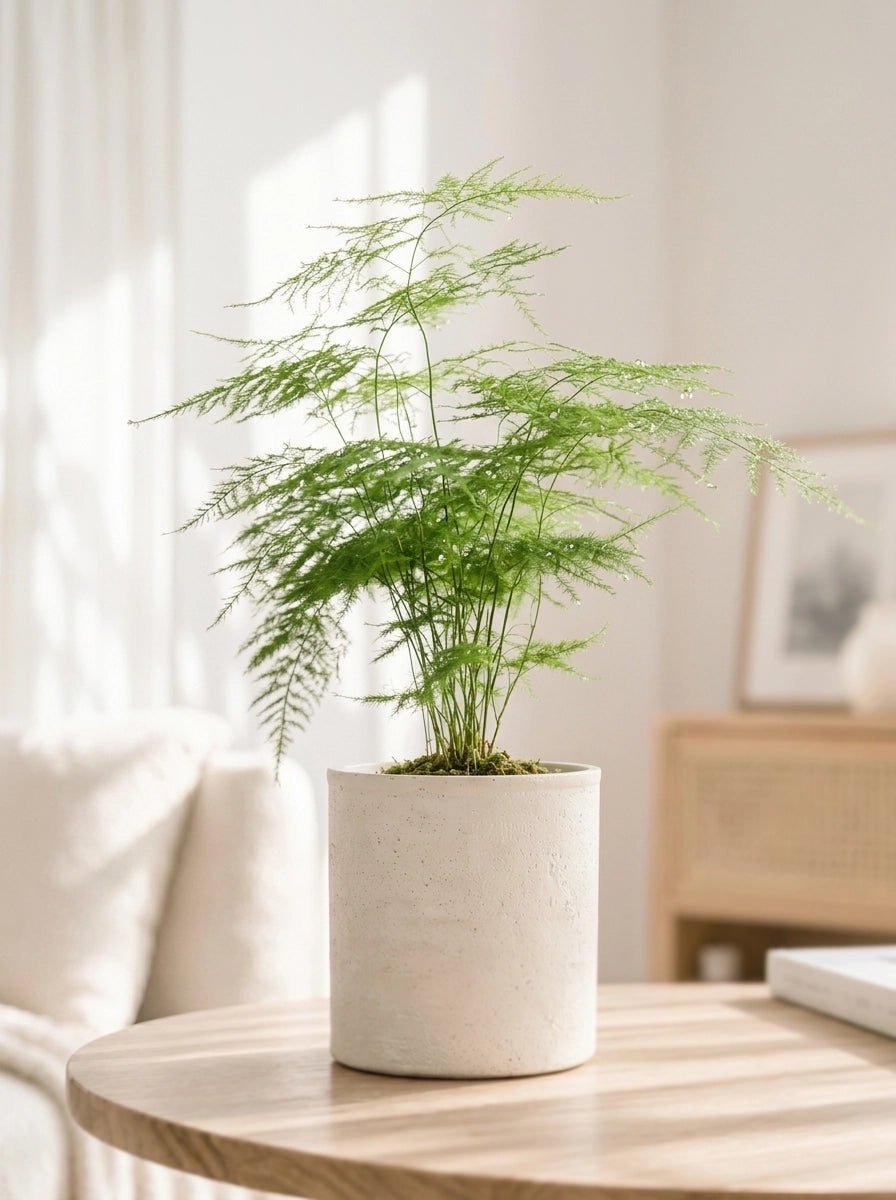 Asparagus Fern 文竹 styled by the window with gentle natural light｜minimalist home décor plant