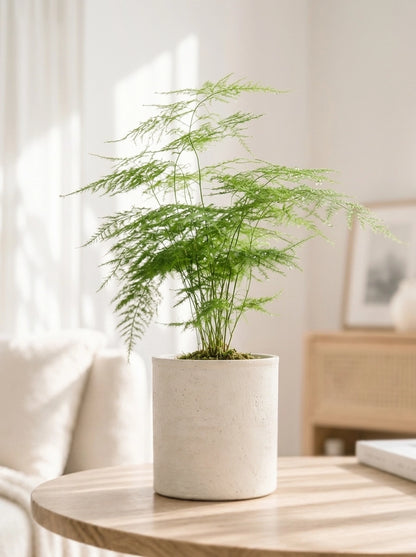 Asparagus Fern 文竹 styled by the window with gentle natural light｜minimalist home décor plant