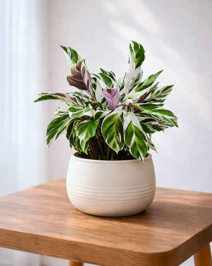 Calathea ‘White Fusion’ | 白油畫竹芋