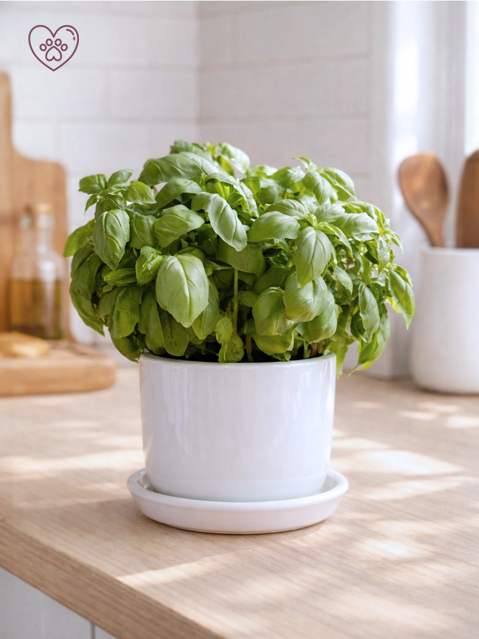 新鮮羅勒盆栽，適合廚房及香草花園。Fresh potted basil plant for kitchens and home gardens.