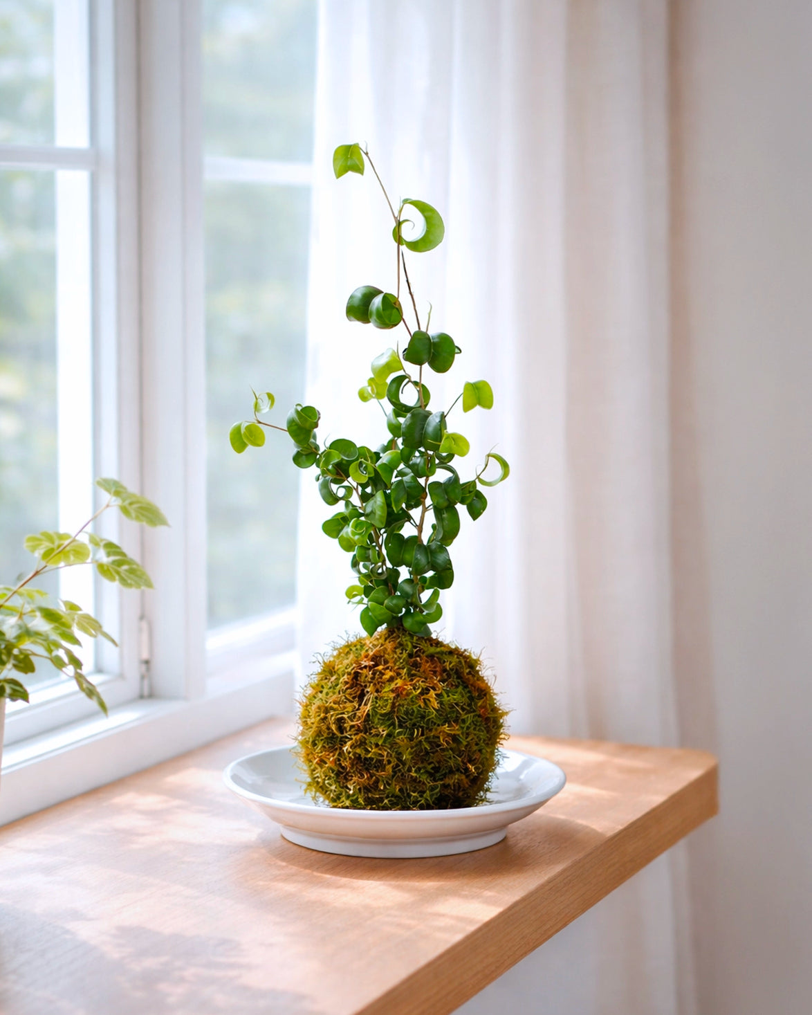 Curly Fern Kokedama | 卷福苔蘚球