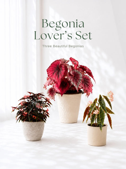 Begonia Lover's Set｜3 款精選 Begonia，beautiful foliage plants with complementary display vessels