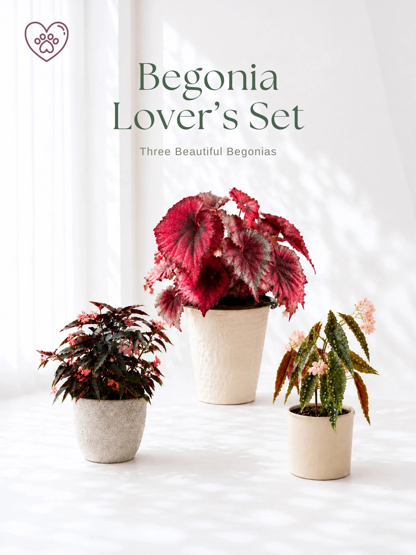 Begonia Lover's Set｜3 款精選 Begonia，beautiful foliage plants with complementary display vessels