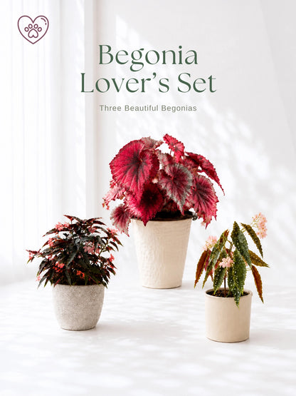 Begonia Lover's Set｜3 款精選 Begonia，beautiful foliage plants with complementary display vessels