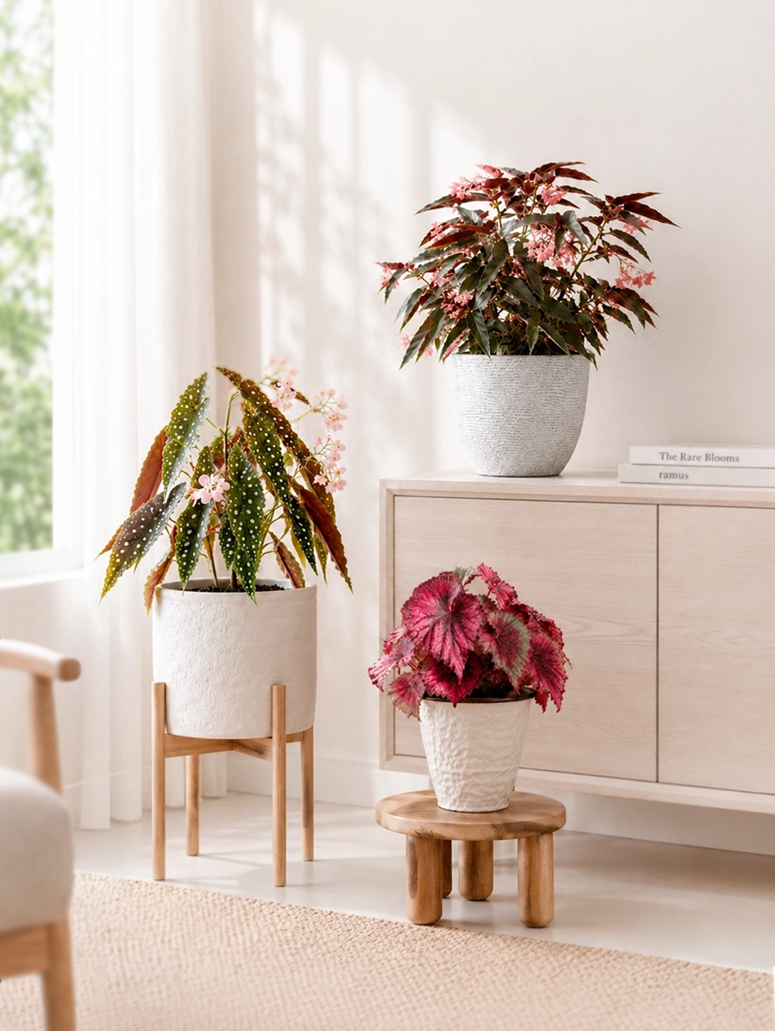 三款 Begonia 擺放於 living room corner，為家居增添色彩與層次