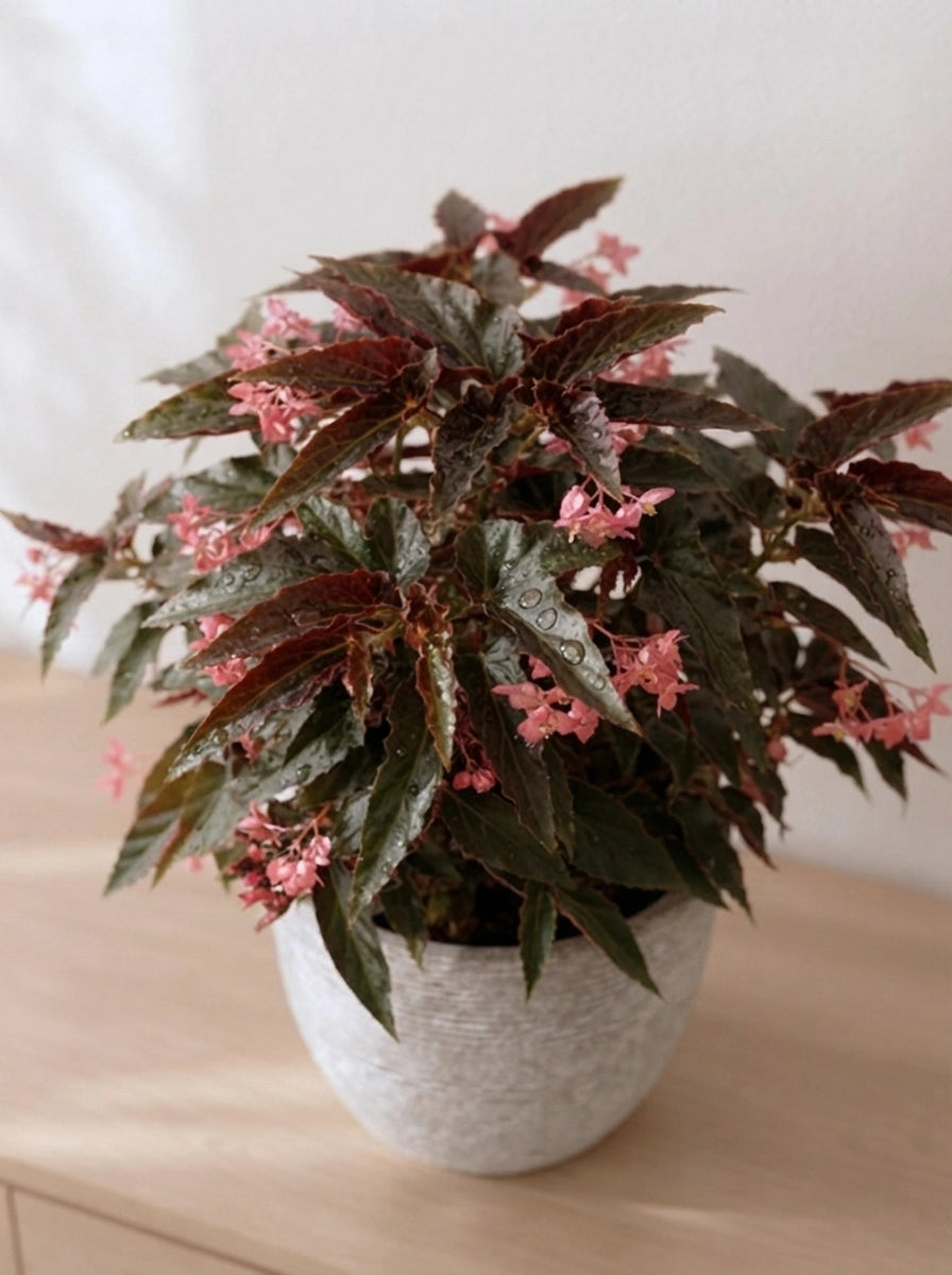 Begonia Rex 觀葉秋海棠 on wooden cabinet｜rich foliage colours with delicate pink flowers｜Foliage Plants Hong Kong