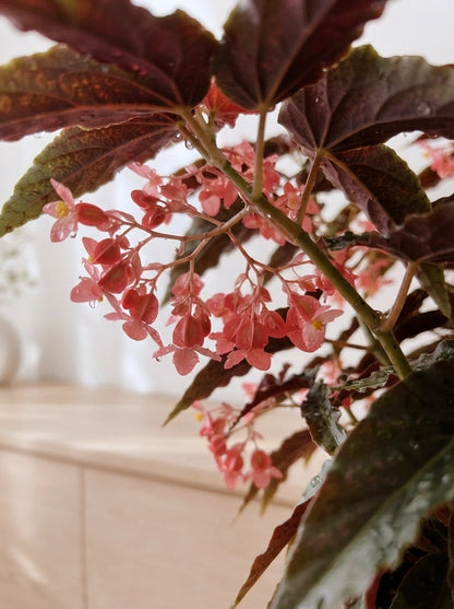 Close-up of Begonia Rex 觀葉秋海棠 foliage and soft pink blooms｜觀葉植物 texture｜Serene Haven Floristry
