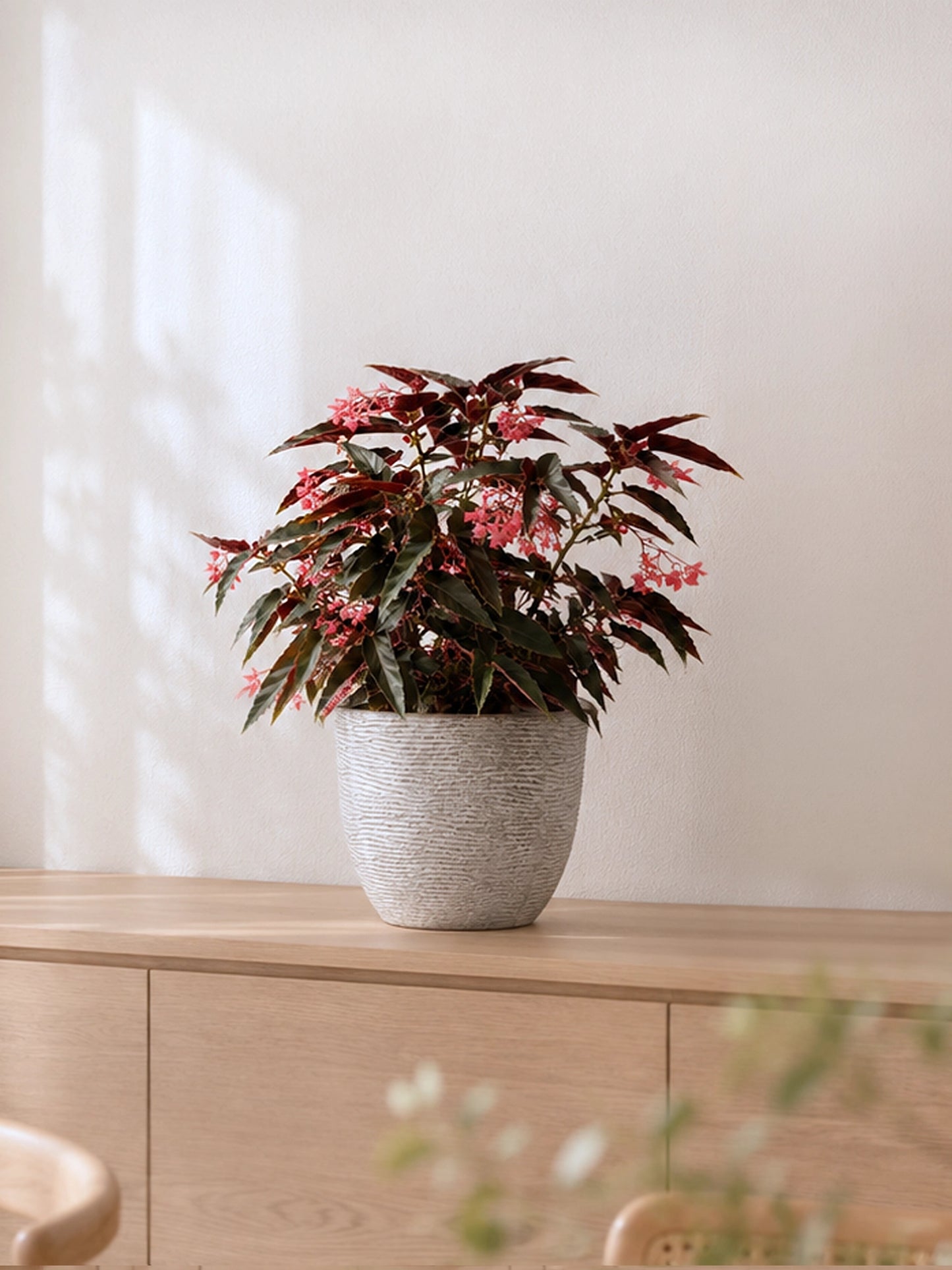 Begonia Rex 觀葉秋海棠 in complementary ceramic pot｜Foliage Plants Hong Kong with soft daylight｜Serene Haven Floristry