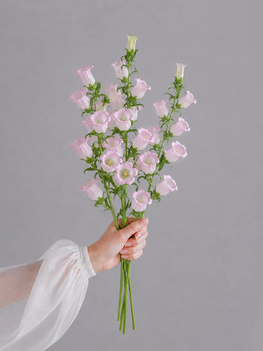 Fairy Pink