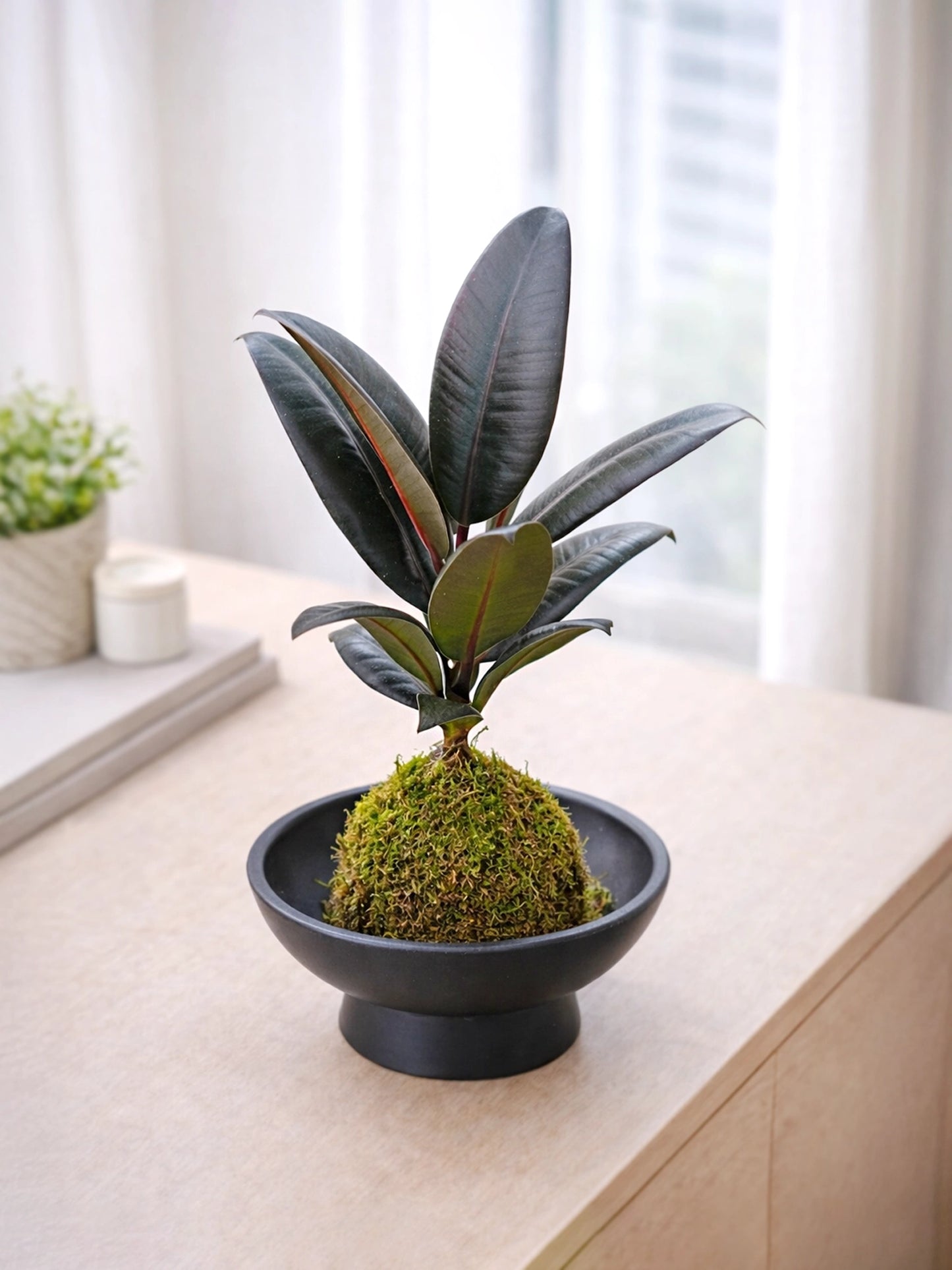 Black Rubber Plant Kokedama | 黑金剛苔蘚球