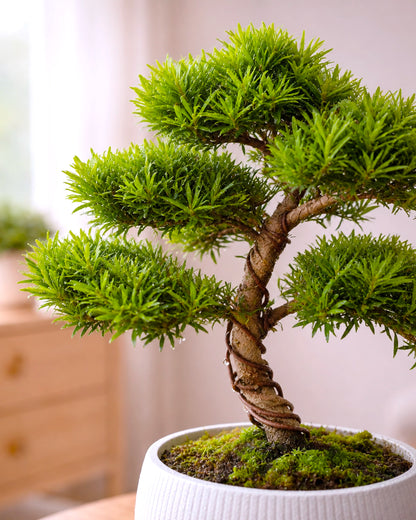 Buddhist Pine | 羅漢松