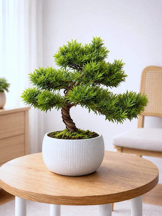 Buddhist Pine | 羅漢松