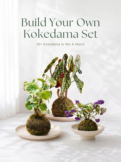日式苔蘚球 Kokedama Set｜Build Your Own 自由配搭苔蘚球，Mix & Match 30+ 款植物