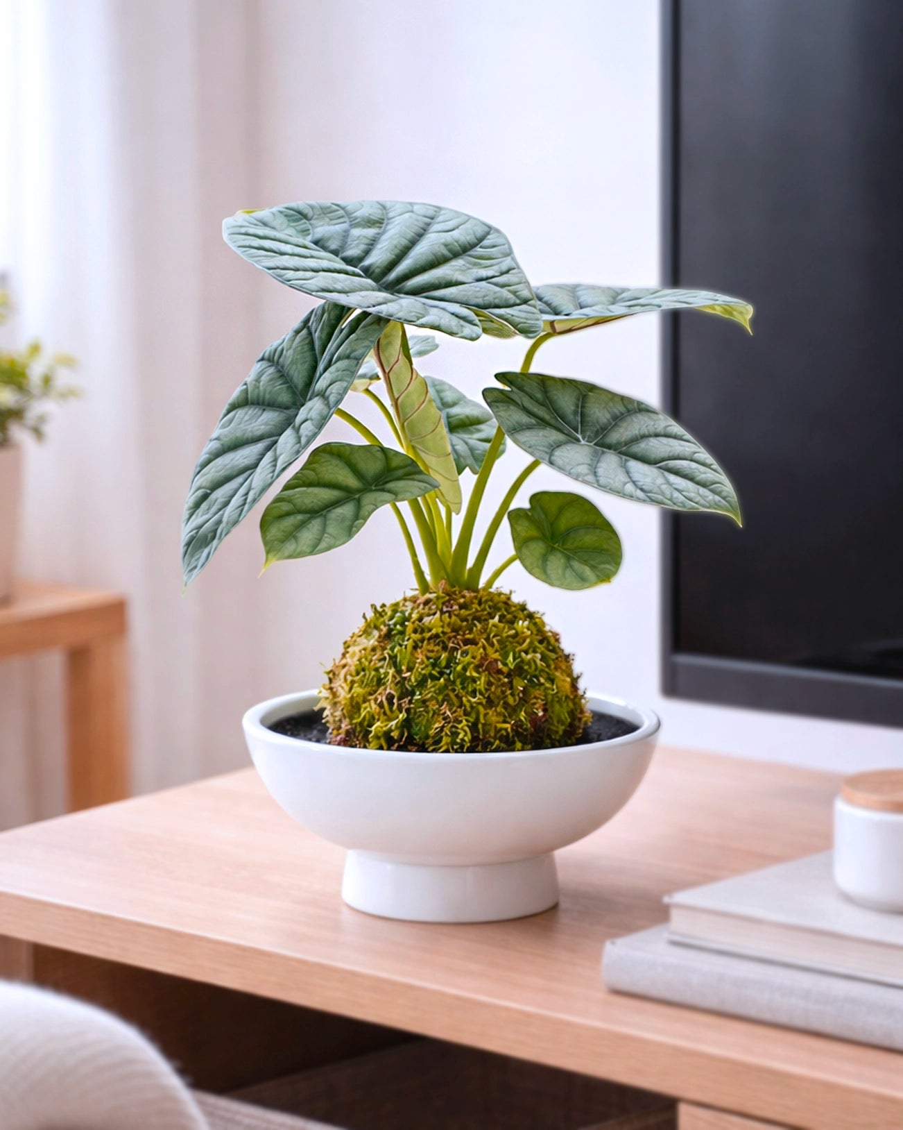 White Rhino Plant Kokedama | 白犀牛苔蘚球
