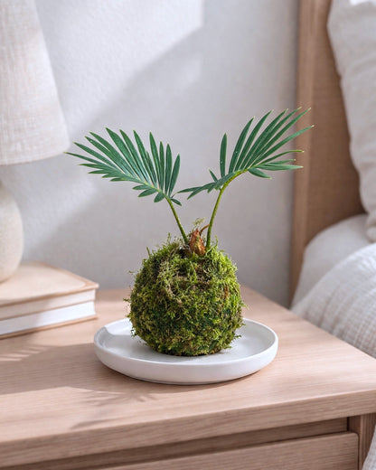 Dracaena Marginata Kokedama | 鐵樹苔蘚球