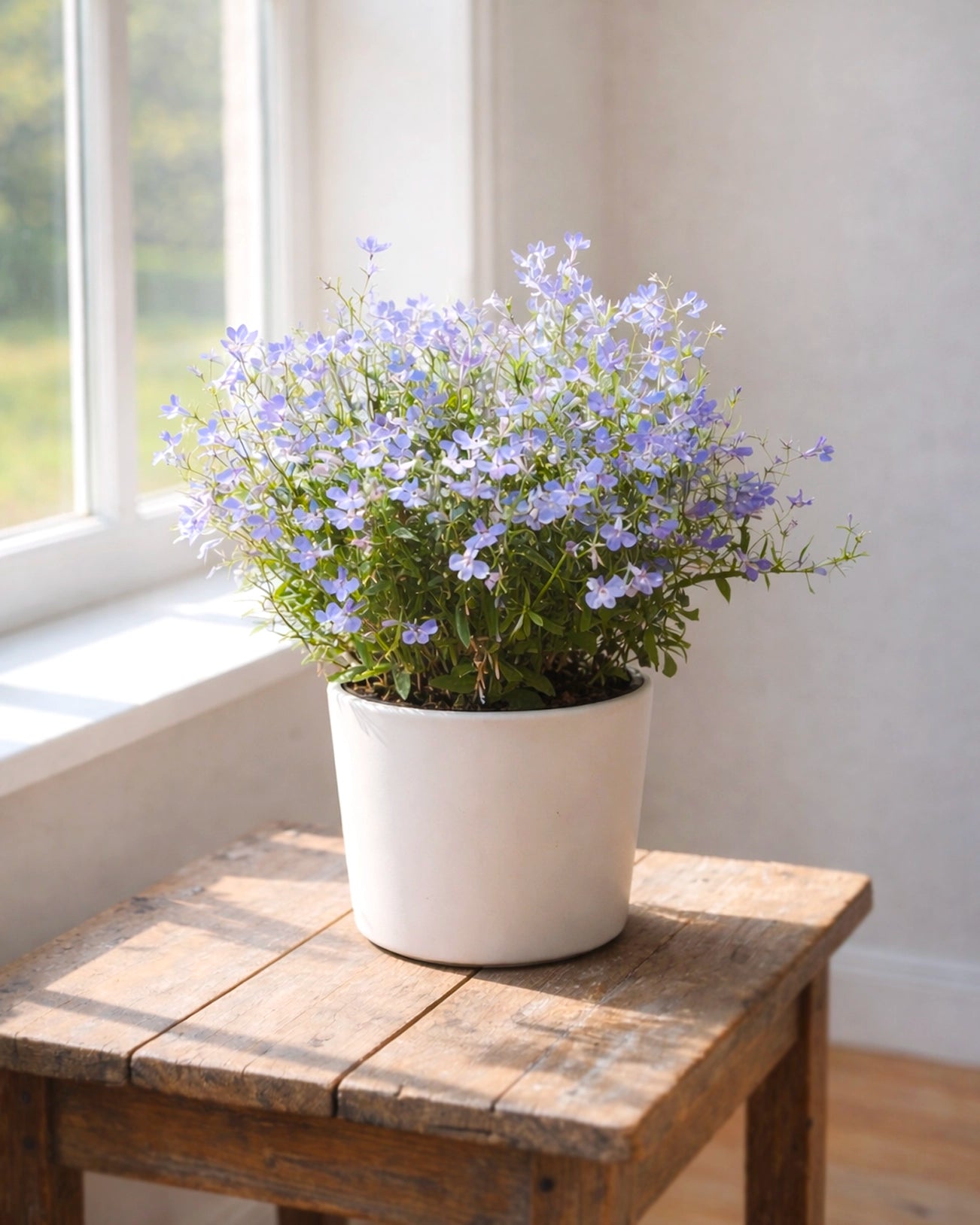 Lobelia erinus | 半邊蓮