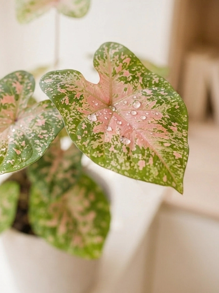 Close-up of Caladium Carolyn 卡洛琳彩芋 foliage｜Pink leaves with delicate green speckles