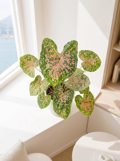 Caladium Carolyn 卡洛琳彩芋 styled by a bright window｜Soft pink and green foliage adds warmth to any space