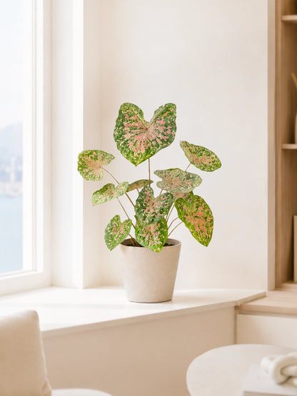 Caladium Carolyn 卡洛琳彩芋 in ceramic pot｜Soft pink foliage with green speckles｜Serene Haven Floristry