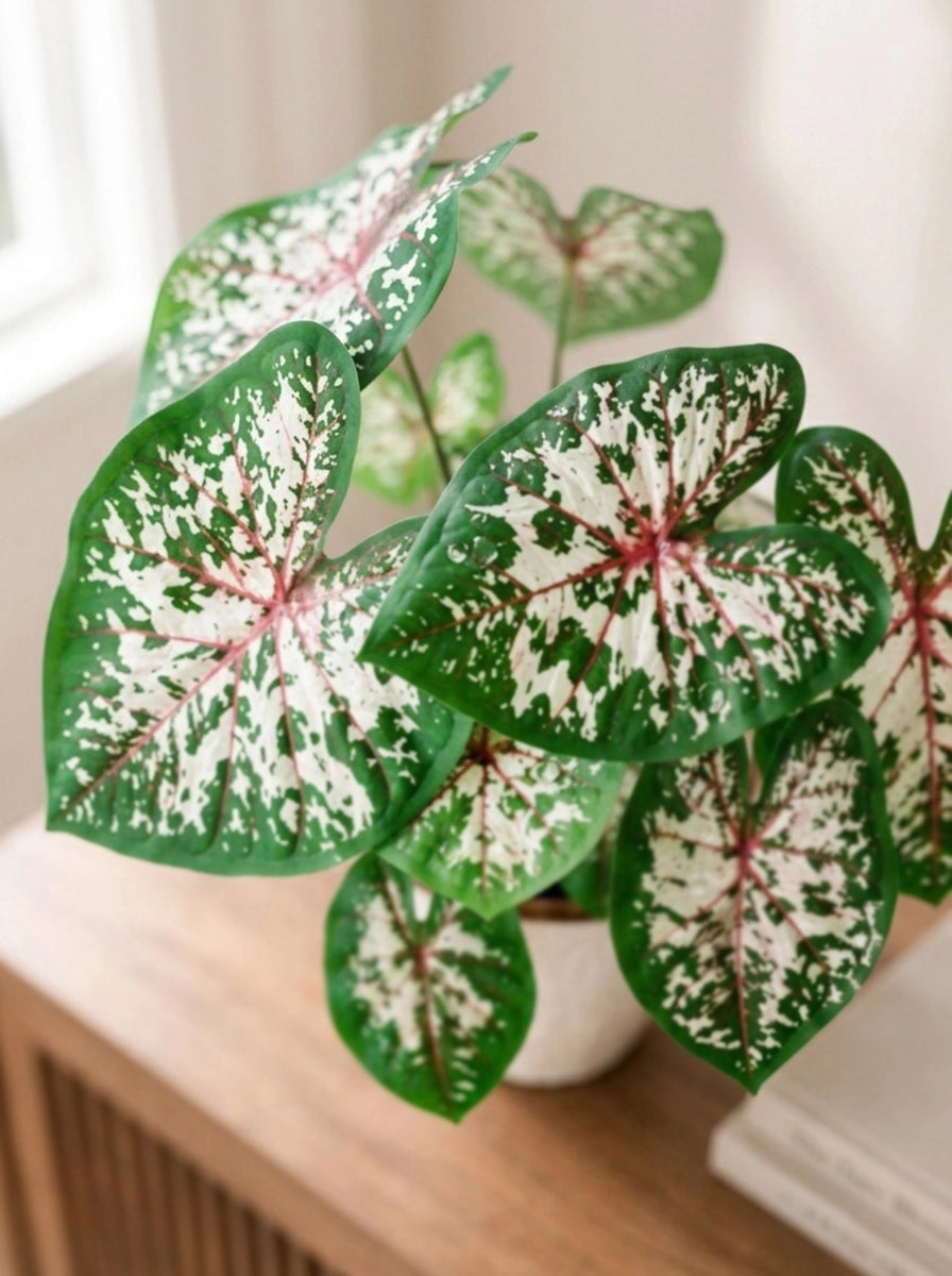 Close-up of Caladium McDowell 麥克道爾彩芋 foliage｜White leaves with green edges and pink veining