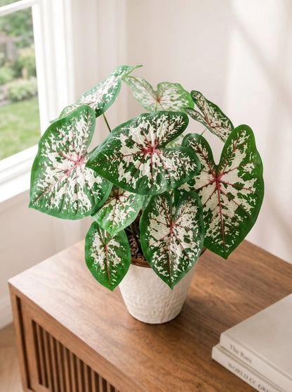 Caladium McDowell 麥克道爾彩芋 displayed in a bright living space｜Elegant white and green foliage for home décor