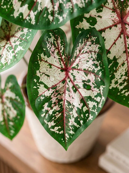 Close-up of Caladium McDowell 麥克道爾彩芋 leaf｜Creamy white centre with green margins and vibrant pink veins