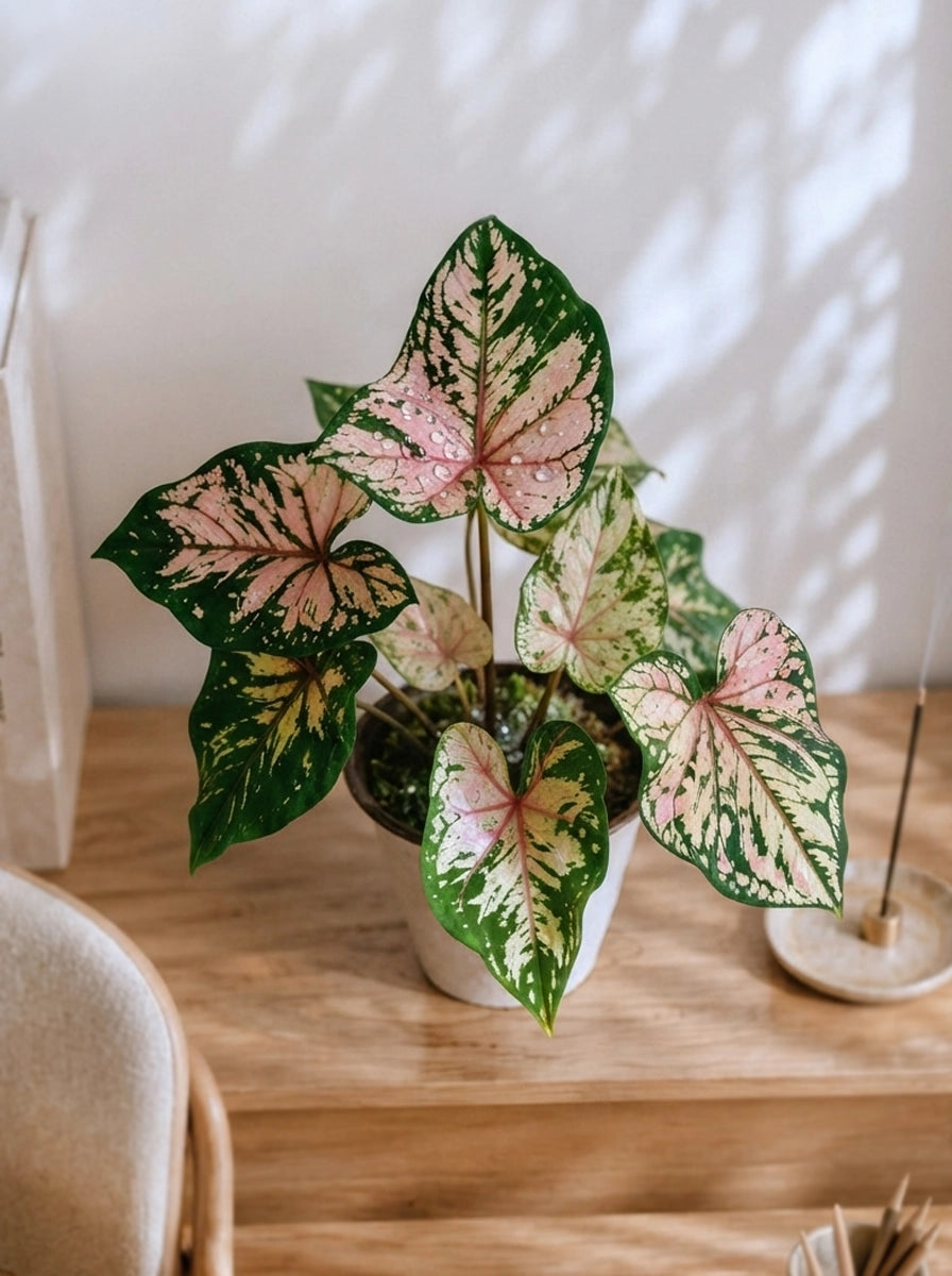 Caladium McDowell 麥克道爾彩芋 styled on wooden table｜Elegant indoor plant décor