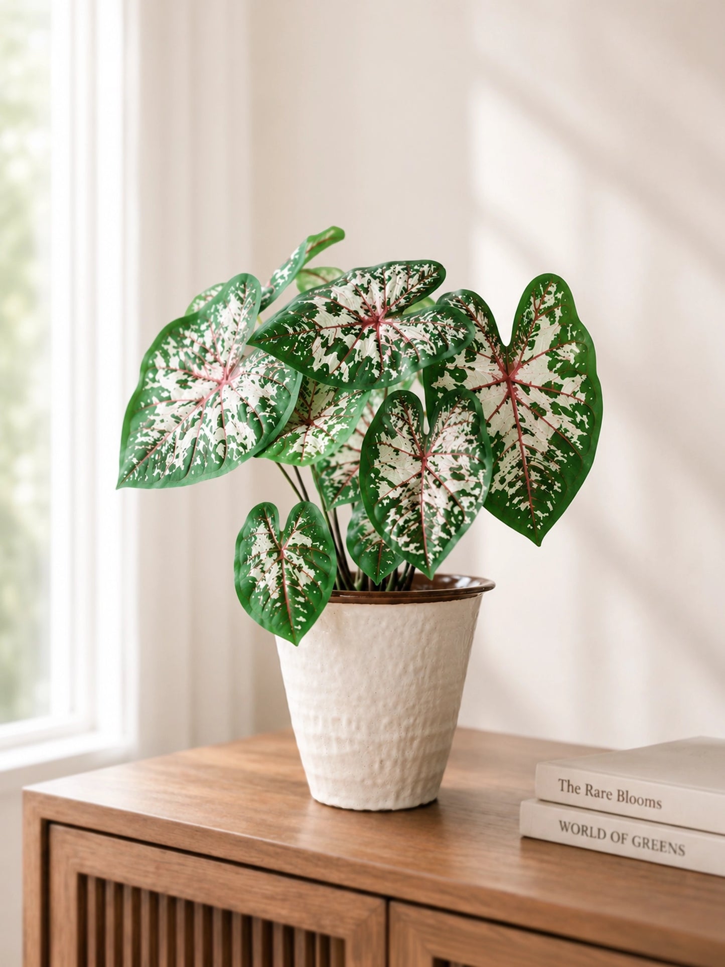 Caladium McDowell 麥克道爾彩芋 in ceramic pot｜White foliage with rich green margins and pink veins｜Serene Haven Floristry