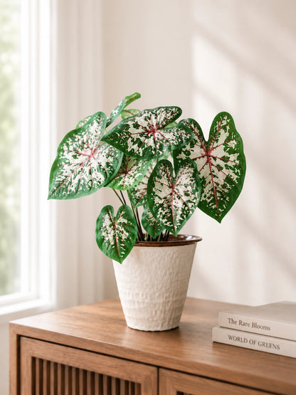 Caladium McDowell 麥克道爾彩芋 in ceramic pot｜White foliage with rich green margins and pink veins｜Serene Haven Floristry