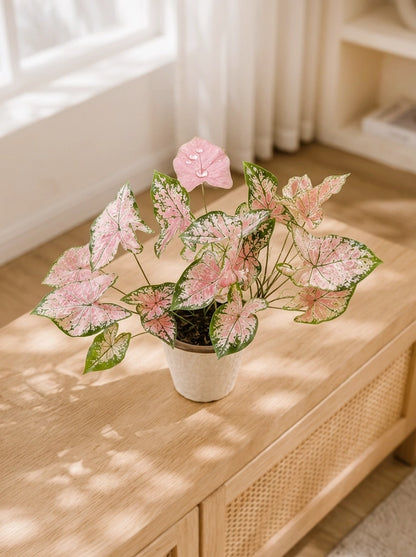 Caladium 'Pink Delight' 紅桃彩芋 styled on wooden console table｜Elegant indoor plant décor