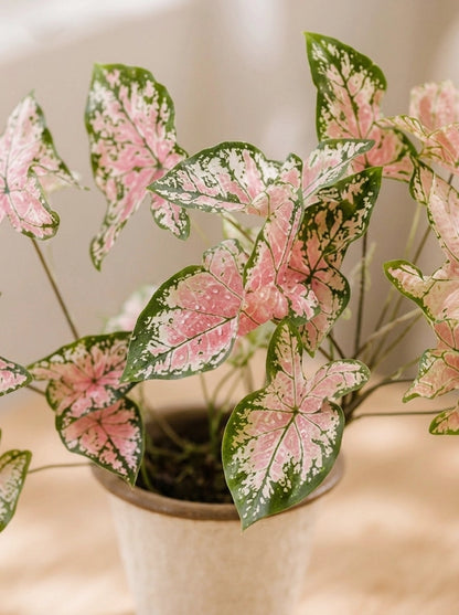 Close-up of Caladium 'Pink Delight' 紅桃彩芋 foliage｜Soft pink leaves with green edges