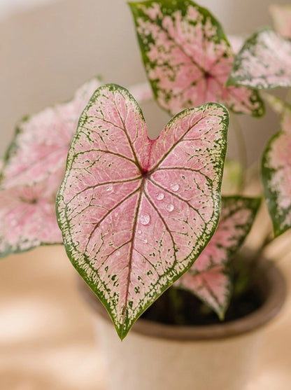 Close-up of Caladium 'Pink Delight' 紅桃彩芋 leaf｜Delicate pink variegation and vibrant green margins