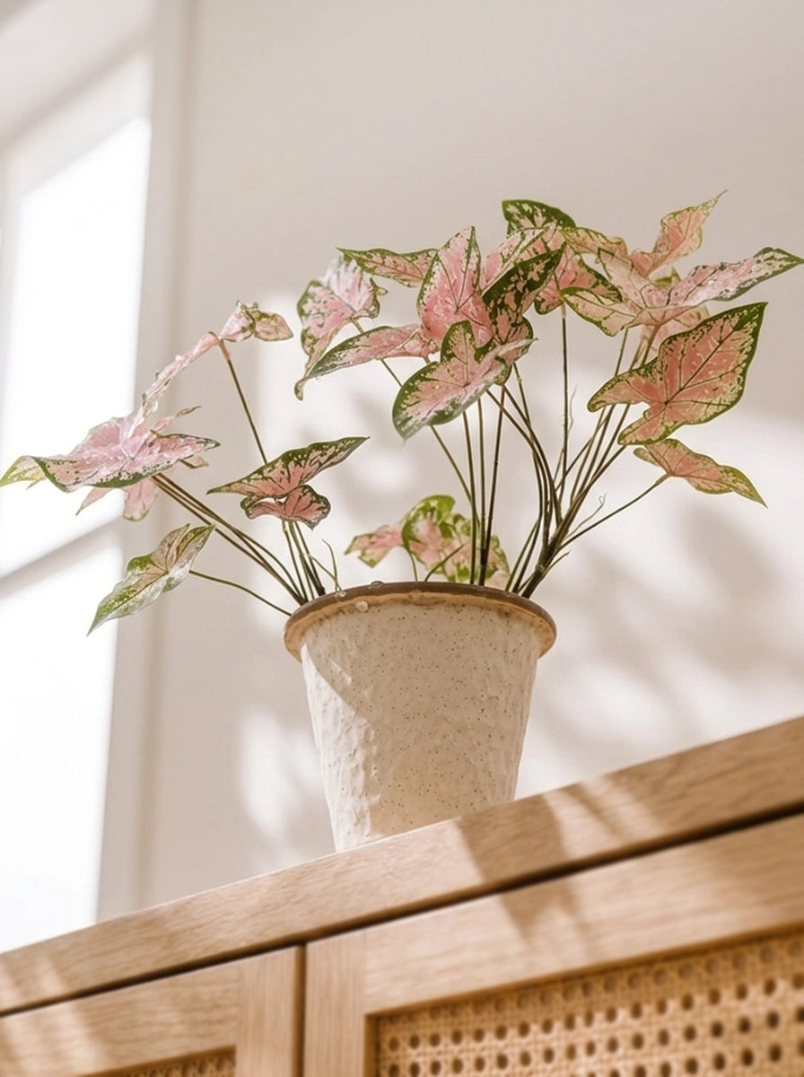 Side view of Caladium 'Pink Delight' 紅桃彩芋｜Pink and green heart-shaped foliage
