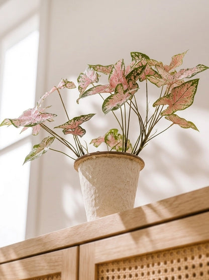 Side view of Caladium 'Pink Delight' 紅桃彩芋｜Pink and green heart-shaped foliage
