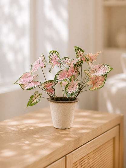 Caladium 'Pink Delight' 紅桃彩芋 in ceramic pot｜Pink foliage with green margins｜Serene Haven Floristry