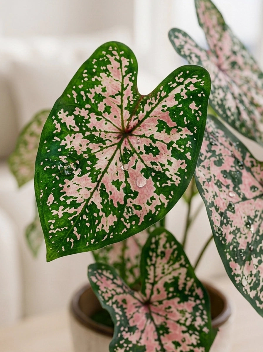 Close-up of Caladium 'Pink Splash' 粉飛濺彩芋 foliage｜Soft pink speckles across rich green leaves