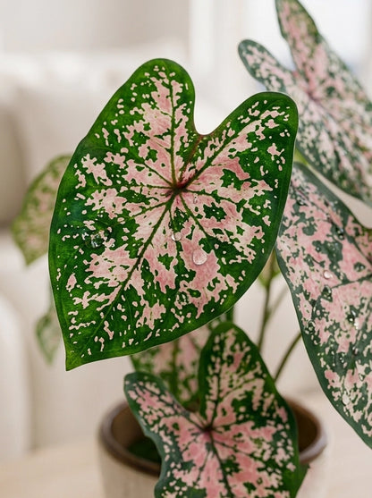 Close-up of Caladium 'Pink Splash' 粉飛濺彩芋 foliage｜Soft pink speckles across rich green leaves