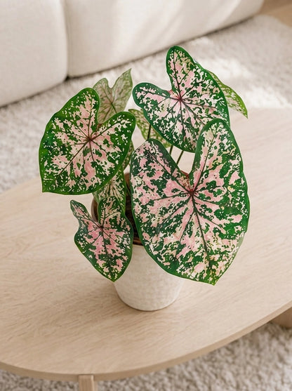 Caladium 'Pink Splash' 粉飛濺彩芋 displayed on wooden coffee table｜Elegant indoor plant décor